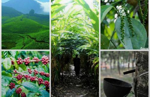 Udumbanchola House | Green porticos villa munnar #MUNNAR