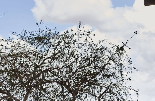 Amboseli Other | H12 Elephant Gorge Camp