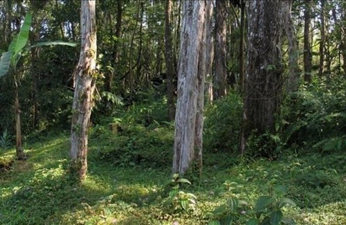 Nanawale Estates House | Hale Ohia Nui Relax in complete privacy in a tropical forest
