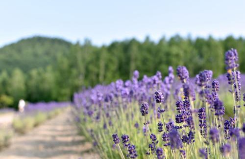 Shimanoshita Hotel | Highland Furano