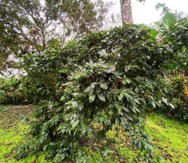 Bijagua House | Hijos del Bosque