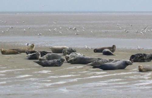 Hippolytushoef House | Holiday Home Wiringherlant-6 by Interhome