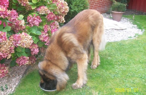 Greetsiel House | Holiday house in a quiet location, with a fenced garden and two terraces