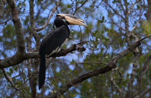 Habarana Hotel | Hornbill Forest Habarana