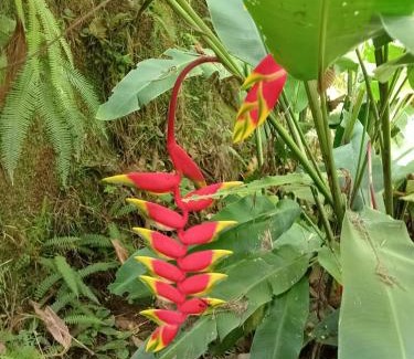 Turrialba Hotel | Hotel Green Mountain turrialba