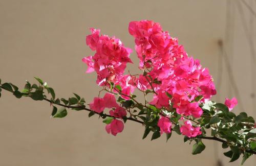 Ermoupoli Hotel | Hotel Palladion