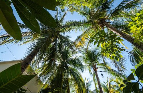 Carrizalillo Hotel | Hotel Villa Mozart y Macondo
