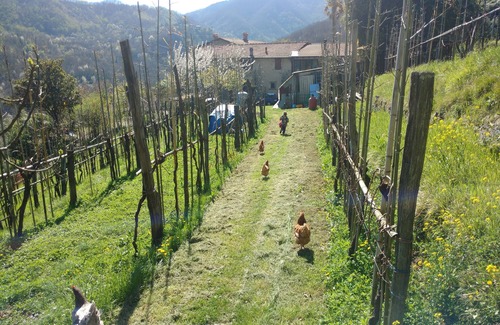 Groppoli Apartment | Independent apartment between the Tuscan vineyards