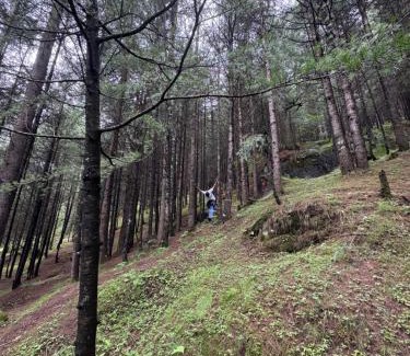 Manali Hotel | Jamming Tree