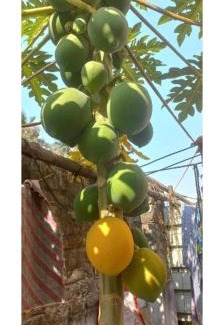 Kolkata House | Kiran Guest House