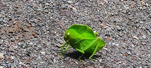Murbad Other | Kittu's Farm