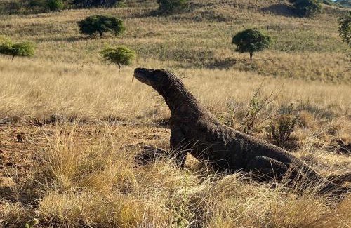 Komodo House | Komodo wisata homestay