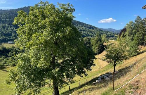Bussang House | La Clé des Champs à Bussang - Gîte tout confort dans les Hautes Vosges