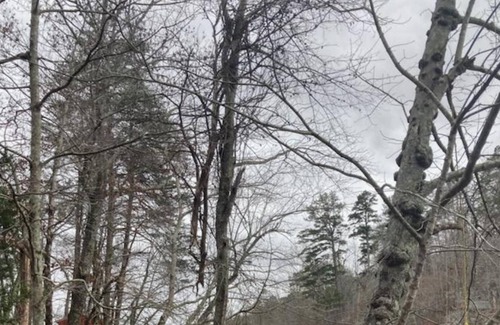 Lynn Cabin | Lakeshore Cottage Lake Lanier | Privacy, Free Wifi, & Free Parking!