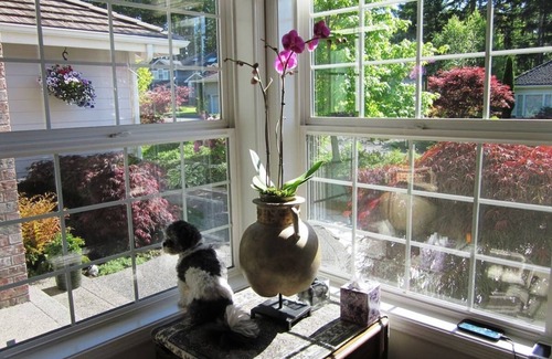 Port Orchard House | Large One-Story 4BD/2BA Home with Office, Covered Deck, Waterfall, and Nature