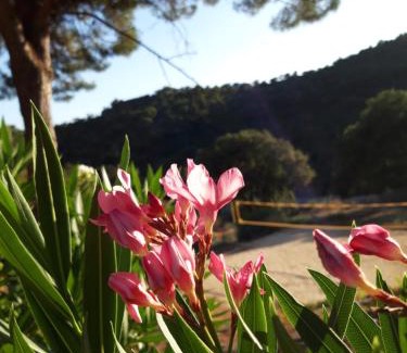 Sainte-Maxime Apartment | Les Amandiers - 5 km de la plage