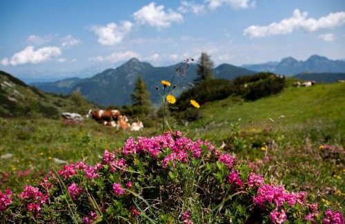 Zauchensee Apartment | Liftgasthof Appartements