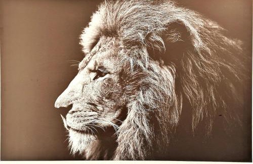 Vesoul Apartment | Lion - Centre-ville - MA CONCIERGERIE
