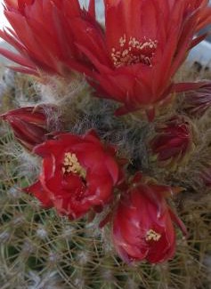 El Mollar House | Los Cactus