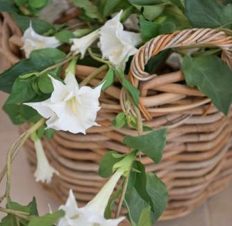 Fasano House | Masseria Don Luigi-Luxury Farmhouse