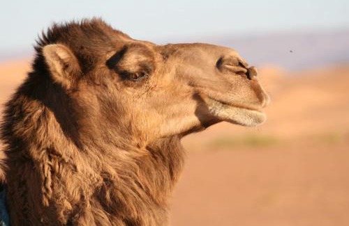 M'Hamid El Ghizlane Other | Mhamid Sahara Camp Activities - Le Chant du Sable