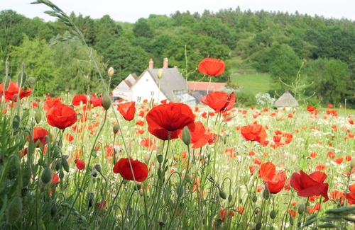Assington Cottage | Mill Cottage - Escape to this beautiful cottage in its own private valley and enjoy nature.