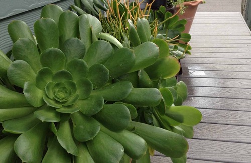 Leucadia House | Minutes Away From The Beach, Perfect Getaway For Family Or Friends!