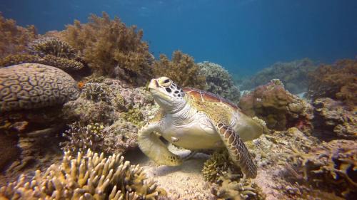 Moalboal Resort | Moalboal T Breeze Coastal Resort
