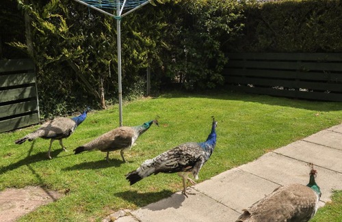 Carlisle House | Mousehole Cottage