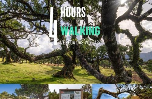 Porto Moniz Other | Nature Retreat - Laurel Forest