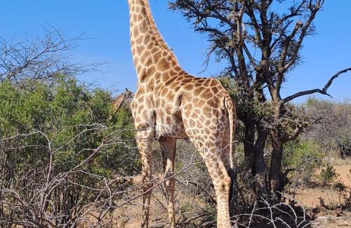 Kareeberg House | Ndlovu 41 inside the Dinokeng Big 5 Game Reserve