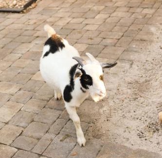 Navarre Resort | New Custom Tiny Home Retreat with Bunnies, Chickens and Goat