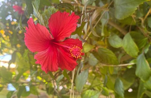 Nungwi Bed & Breakfast | Nungwi Retreat