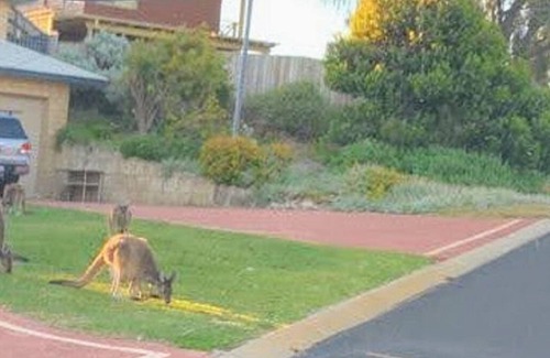 Falcon House | Ocean view golf surf x3 families pet friendly