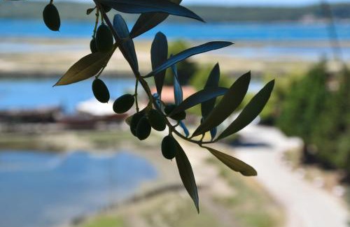 Seca Apartment | OLIVE GARDEN & SEA Apartments