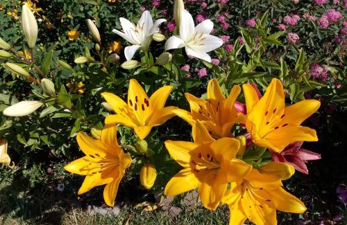 Uscie Gorlickie House | ORLIK - pokoje gościnne