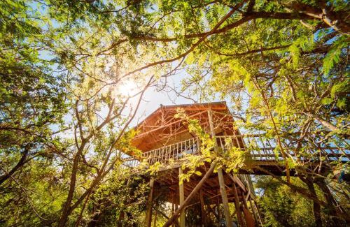Thorny Bush Game Reserve Cabin | Pezulu Tree House Lodge