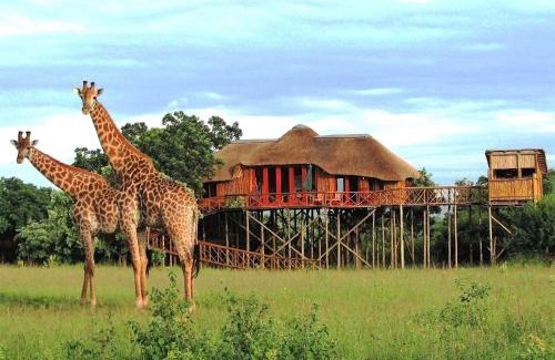 Thorny Bush Game Reserve Cabin | Pezulu Tree House Lodge