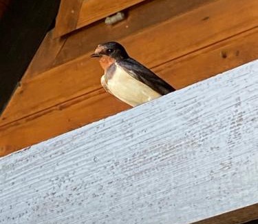 Rust House | Pfahlbau Rust Robinsonhütte