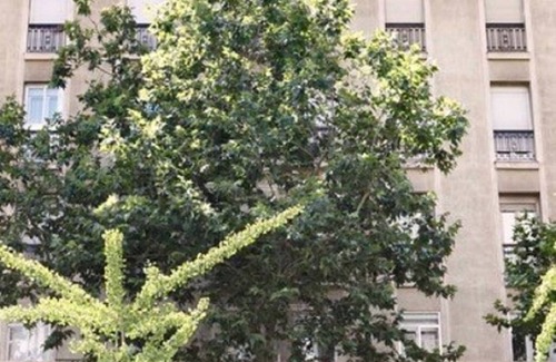 Castellana Apartment | Piso en Príncipe de Vergara, 95 con Patio de uso Propio