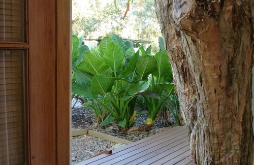 Mullaway Cabin | Plantation
