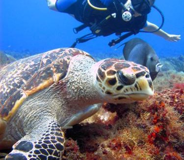Cozumel Resort | Presidente InterContinental Cozumel Resort & Spa by IHG