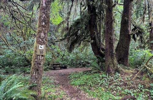 Forks RV Rental | Primitive Tent Site #10- Beautiful Forested Property