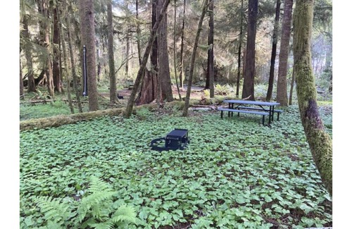 Forks RV Rental | Primitive Tent Site #9- Beautiful Forested Property