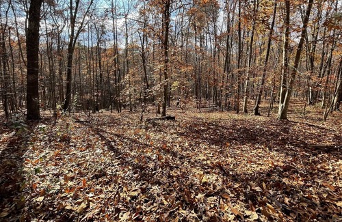 Andersonville Cabin | Private wooded log cabin -three minutes to Norris Lake