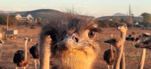 Volmoed Apartment | PurePlaas Self catering Volmoed Oudtshoorn Klein Karoo