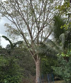 Coyolar House | Quinta El Legado