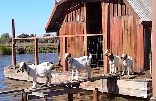 Sanger House | Remote Farm Getaway for 6 ~ Sequoia Kings Canyon National Park
