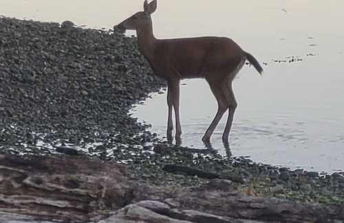 Gig Harbor House | Rest, Relax, Rejuvenate in beautiful Gig Harbor Washington