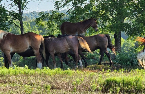 Myrtle House | Romantic Ranch Adventures